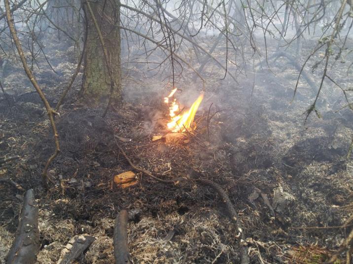 Zagrożenie pożarami - jak zachować się w lesie