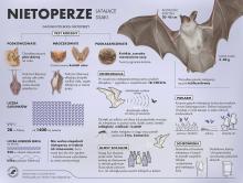 Gacek, Mopek, Mroczek, Karlik, Podkowiec, Borowiec, Borowiaczek, Podkasaniec, Przymroczek, Nocek… te urocze imiona to nazwy występujących w Polsce nietoperzy.